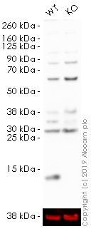 Western blot - HRP Anti-MIF antibody [EPR12463] (AB196645), expandable thumbnail