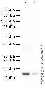 Western blot - HRP Anti-MIF antibody [EPR12463] (AB196645), expandable thumbnail