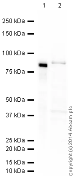 Western blot - HRP Anti-Mitofilin antibody [2E4AD5] (AB198037)