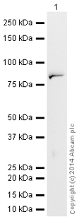 Western blot - HRP Anti-Mitofusin 1 antibody [11E91H12] (AB198410)