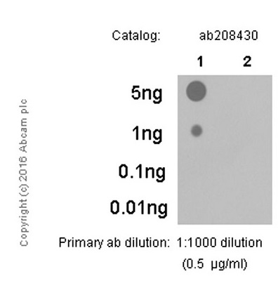 Dot Blot - HRP Anti-MLKL (phospho S345) antibody [EPR9515(2)] (AB208430), expandable thumbnail