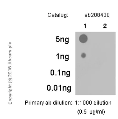 Dot Blot - HRP Anti-MLKL (phospho S345) antibody [EPR9515(2)] (AB208430)