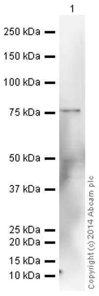 Western blot - HRP Anti-MMP9 antibody [EP1255Y] (AB194316)