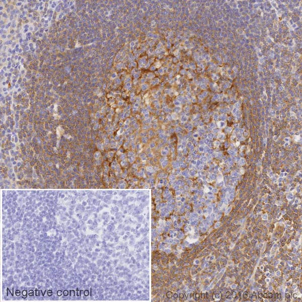 Immunohistochemistry (Formalin/PFA-fixed paraffin-embedded sections) - HRP Anti-Moesin antibody [EP1863Y] (AB207629)