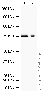 Western blot - HRP Anti-Moesin antibody [EP1863Y] (AB207629), expandable thumbnail