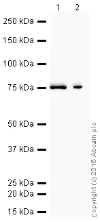 Western blot - HRP Anti-Moesin antibody [EP1863Y] (AB207629)