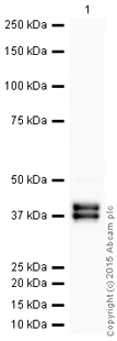 Western blot - HRP Anti-MSI2 antibody [EP1305Y] (AB199252)