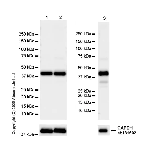 Western blot - HRP Anti-MT-ND1 antibody [EPR13466(2)] (AB323654)