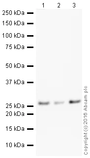 Western blot - HRP Anti-mtTFA antibody [EPR12285] - Mitochondrial Marker (AB209022)