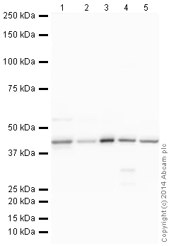 Western blot - HRP Anti-muscle Actin antibody [EPR8484] - Loading Control (AB185058)