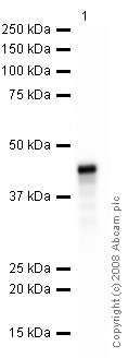 Western blot - HRP Anti-Myc tag antibody [9E10] (AB62928), expandable thumbnail