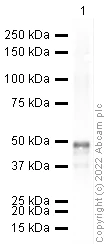 Western blot - HRP Anti-Myc tag antibody [9E10] (AB62928)