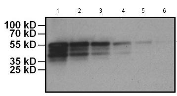 Western blot - HRP Anti-Myc tag antibody [Myc.A7] (AB173830)