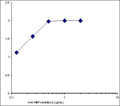 Sandwich ELISA - HRP Anti-Myelin Basic Protein antibody (AB77895)