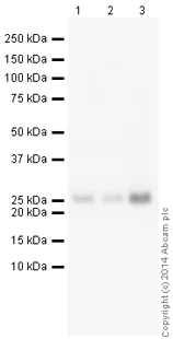 Western blot - HRP Anti-Myelin oligodendrocyte glycoprotein antibody [EP4281] - Oligodendrocyte Marker (AB199236)