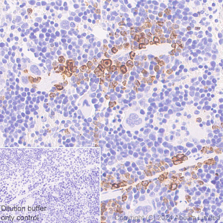 Immunohistochemistry (Formalin/PFA-fixed paraffin-embedded sections) - HRP Anti-Myeloperoxidase antibody [EPR20257] (AB323726)
