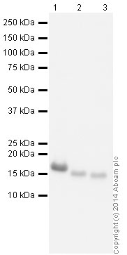 Western blot - HRP Anti-Myoglobin antibody [EP3081Y] (AB199243), expandable thumbnail