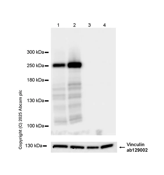 Western blot - HRP Anti-Myosin antibody [A4.1025] (AB323782)
