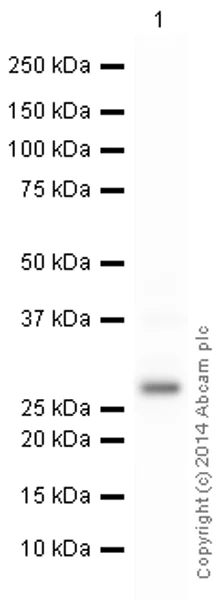 Western blot - HRP Anti-NDUFS3 antibody [3F9DD2] (AB197971)