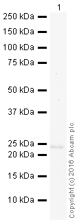 Western blot - HRP Anti-NDUFV2 antibody [EPR15351(B)] (AB209040), expandable thumbnail