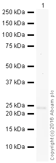 Western blot - HRP Anti-NDUFV2 antibody [EPR15351(B)] (AB209040)