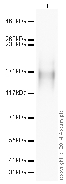 Western blot - HRP Anti-Nestin antibody [rat-401] (AB196694), expandable thumbnail