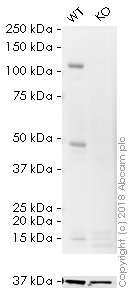 Western blot - HRP Anti-NFkB p105 / p50 antibody [E381] (AB195854), expandable thumbnail