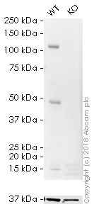 Western blot - HRP Anti-NFkB p105 / p50 antibody [E381] (AB195854)
