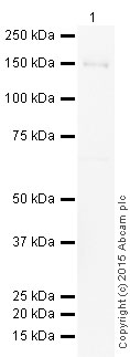 Western blot - HRP Anti-Niemann Pick C1 Like 1/NPC1L1 antibody [EPR5717] (AB201773)