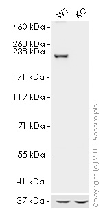 Western blot - HRP Anti-non-muscle Myosin IIA antibody [EPR8965] (AB205470)