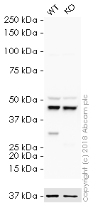 Western blot - HRP Anti-NQO1 antibody [A180] (AB196629), expandable thumbnail