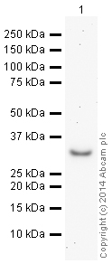 Western blot - HRP Anti-NQO1 antibody [A180] (AB196629), expandable thumbnail