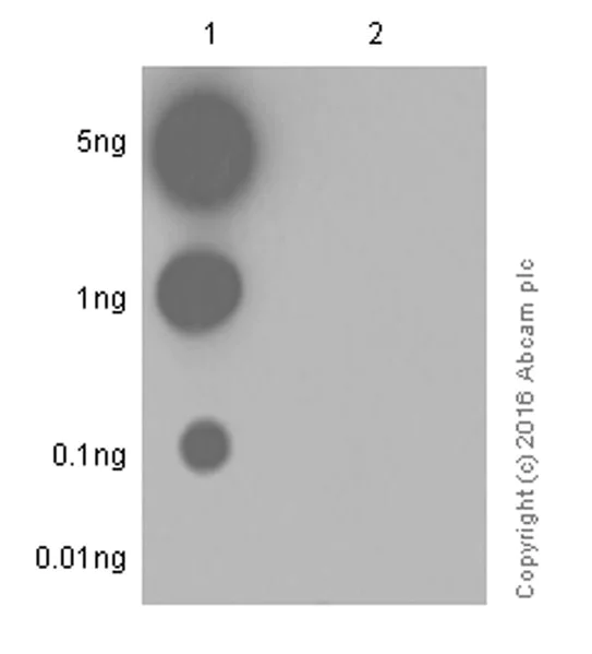 Dot Blot - HRP Anti-Nucleophosmin (phospho T199) antibody [EP1857Y] (AB202879)