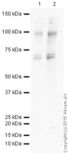 Western blot - HRP Anti-O-Linked N-Acetylglucosamine antibody [RL2] (AB201995)