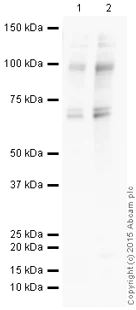 Western blot - HRP Anti-O-Linked N-Acetylglucosamine antibody [RL2] (AB201995)