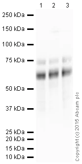Western blot - HRP Anti-Oct-2 antibody [EPR12482] (AB205793)