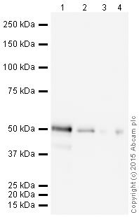 Western blot - HRP Anti-p53 antibody [DO-1] (AB204452), expandable thumbnail