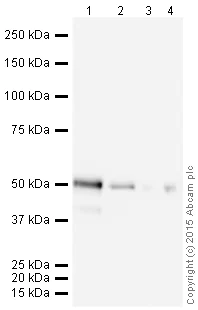 Western blot - HRP Anti-p53 antibody [DO-1] (AB204452)