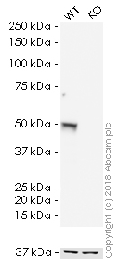 Western blot - HRP Anti-p53 antibody [DO-1] (AB204452), expandable thumbnail