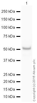 Western blot - HRP Anti-p53 antibody [Y5] (AB190335), expandable thumbnail