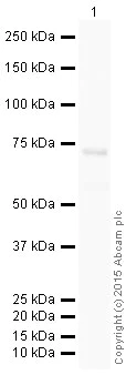 Western blot - HRP Anti-p63 antibody [EPR5701] (AB202357)