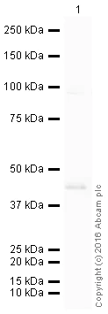 Western blot - HRP Anti-PABPN1 antibody [EP3000Y] (AB207515)