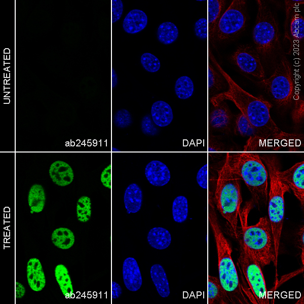 Immunocytochemistry/ Immunofluorescence - HRP Anti-PAH antibody [EPR12380] (AB303094), expandable thumbnail