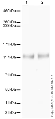 Western blot - HRP Anti-Pan Trk antibody [EPR17341] (AB209465)