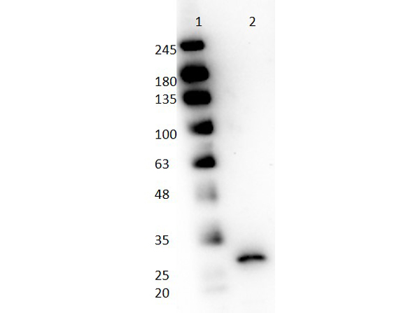 Western blot - HRP Anti-Papain antibody (AB181737)