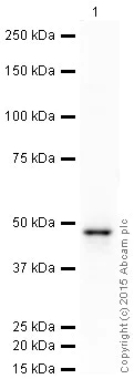 Western blot - HRP Anti-PAX5 antibody [EPR3730(2)] (AB202837)