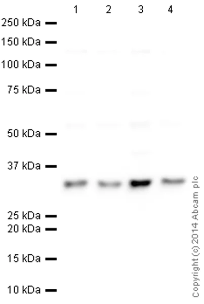 Western blot - HRP Anti-PCNA antibody [EPR3821] (AB193965)