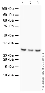 Western blot - HRP Anti-PCNA antibody [PC10] (AB201673)