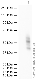 Western blot - HRP Anti-PD-L1 antibody [28-8] (AB209961), expandable thumbnail