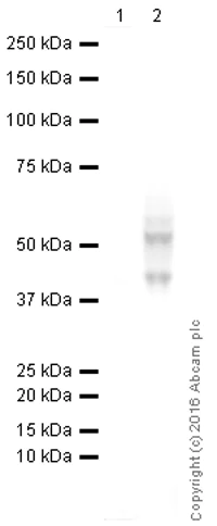 Western blot - HRP Anti-PD-L1 antibody [EPR19759] (AB215349)